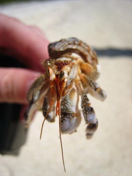 Larry the crab