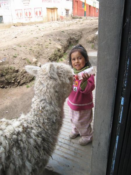 Lama Feeding