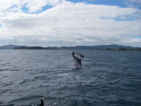 Dolphins perform