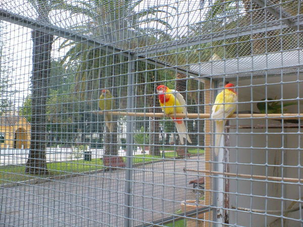 Caged birds