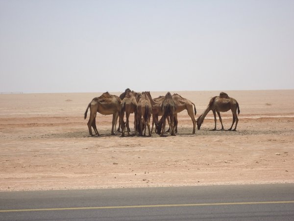 camels in dubai salalah road