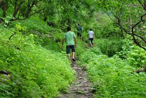 Darbat forest trail
