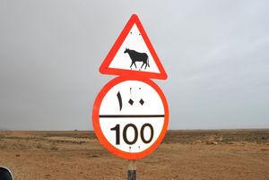 Careful ..Cows r crossing