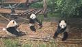Chengdu - Pandas