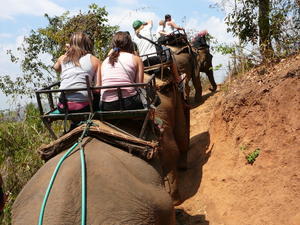 Elephant tour