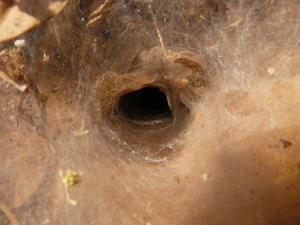 one of many spider dwellings