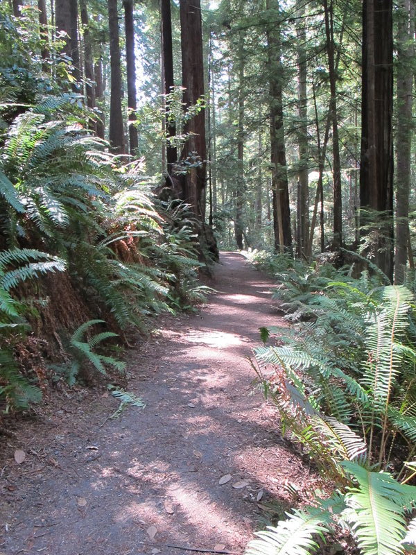 Fern-lined trail through second-growth redwoods