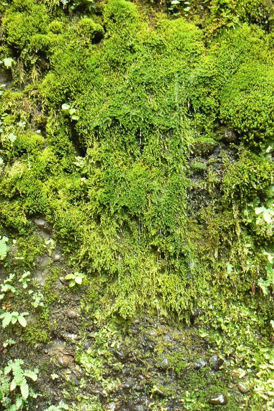 brilliant-green moss