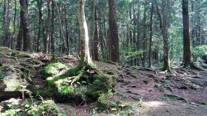 Tæt, tæt skov omkring Fuji. Aogikhara skoven