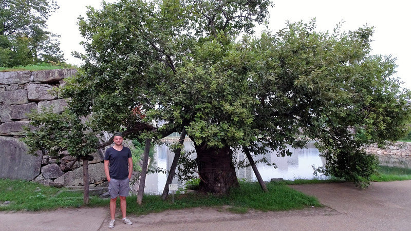 Eneste overlevende træ efter Hiroshima bomben. Levere videre med krykker