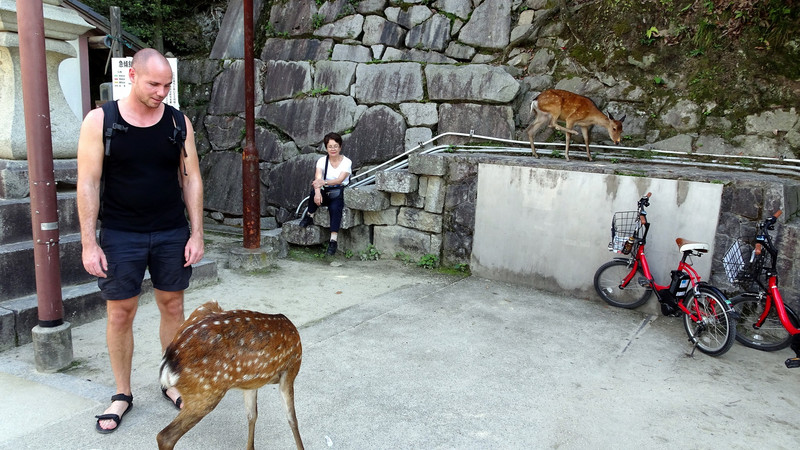 Der render tamme hjorte rundt på Miyajima, i byen. Meget mærkeligt!