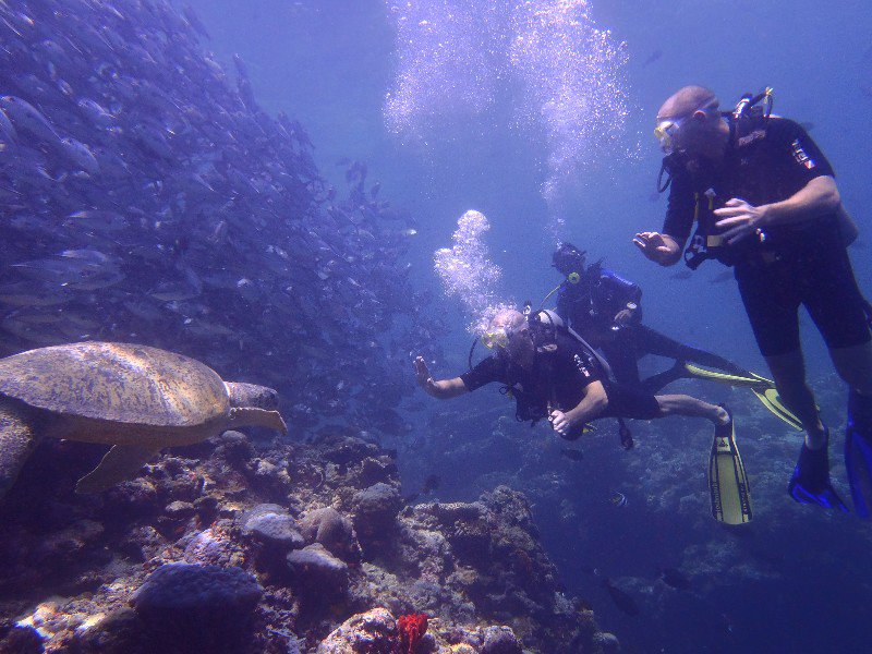 Meget tæt på en havskildpadde og tusindvis af jackfish svømmer omkring