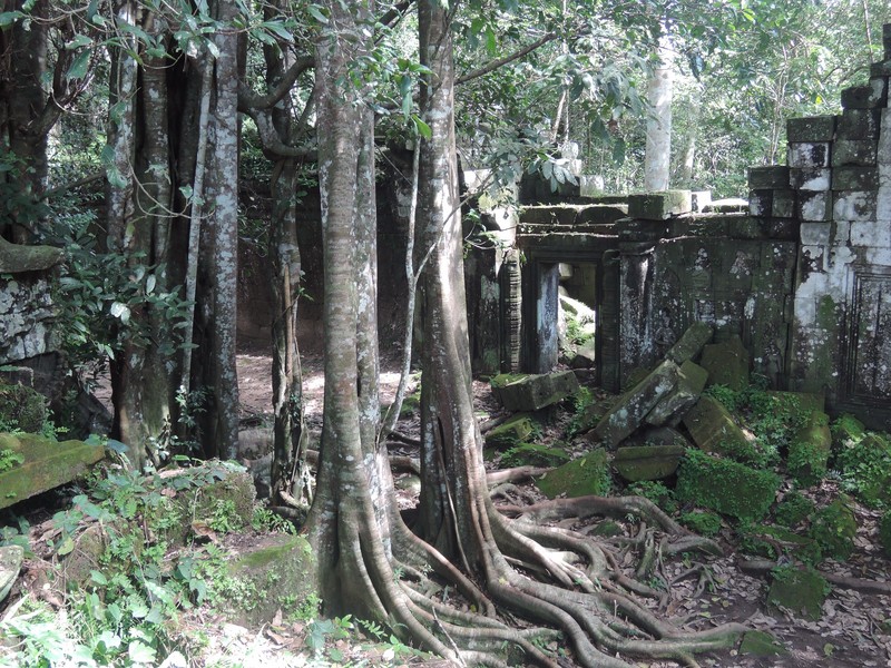 Preah Kahn opslugt af junglen