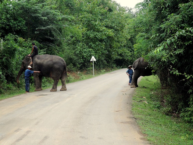 Elefanter på vejen, så venter vi da bare!
