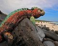 marine-iguana.jpg.638x0_q80_crop-smart