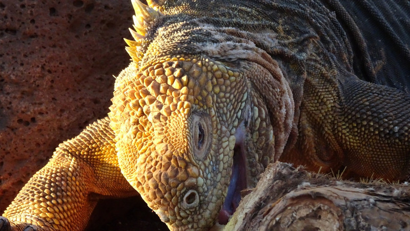 Iguana gnasker i en kaktus