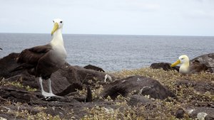 Albatros siger godaw