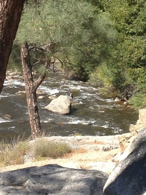 A bloody great heron on the Kern River