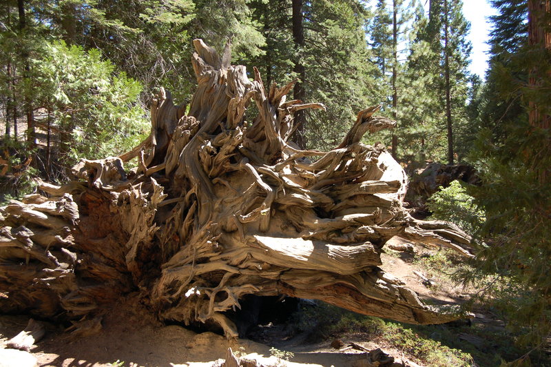 An old fallen tree, reminds me of the one at Animal Kingdom!