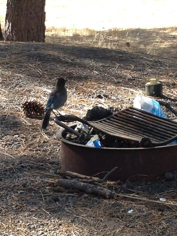 Our breakfast buddies, the blue jays