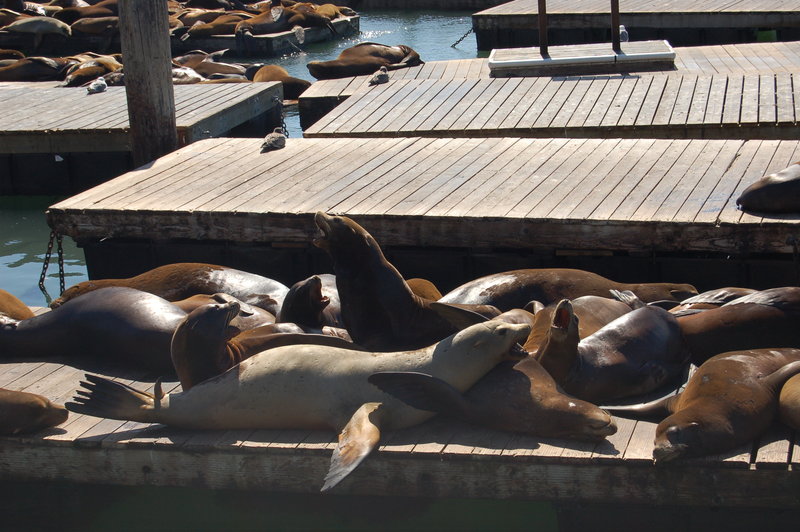 California sealions at Pier 39 getting grumpy...