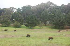 Wild Buffalo roaming the plains of San Francisco