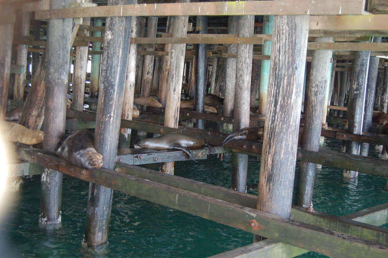 Wildlife under the pier..