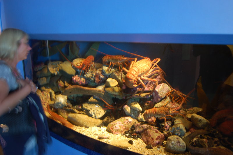 Shas tries to decide on lunch at the giant lobster tank!