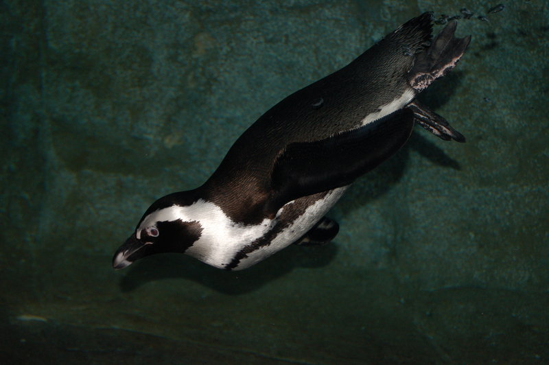 a Monterey penguin!