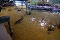 Leopard shark touching tank, but the ducks that also live here must have pretty short toenails!