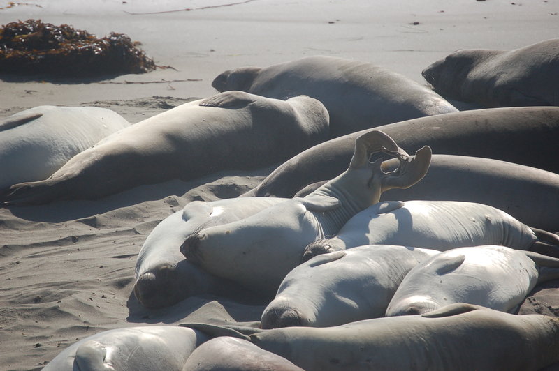 Elephant seals doing impressions of Californian Sealions 