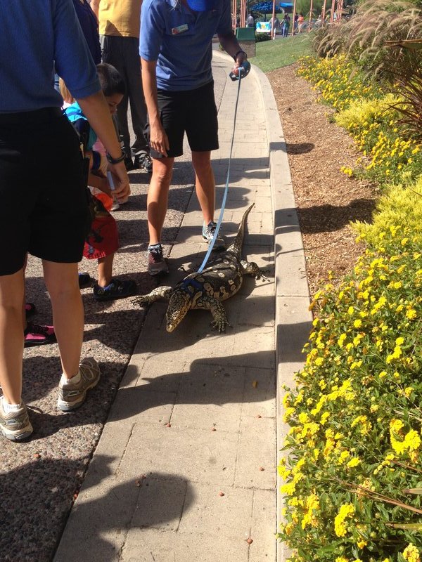 Taking your lizard for a walk