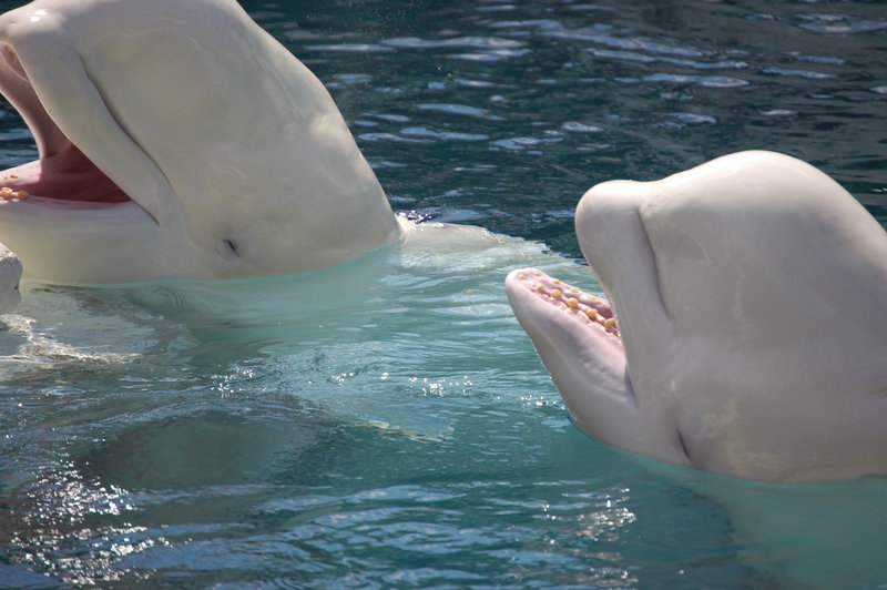 Two hungry Belugas