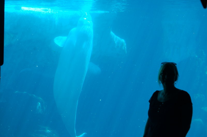 Shas underwater wit a Beluga