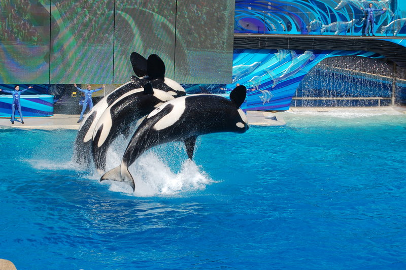 Synchronised swimming killer whale style