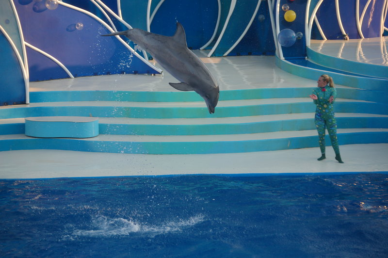 Dolphin puppetry!
