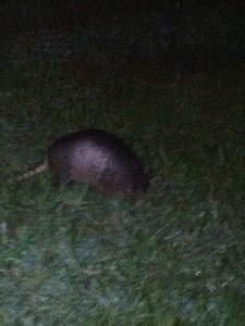 Our nighttime Armadillo visitor
