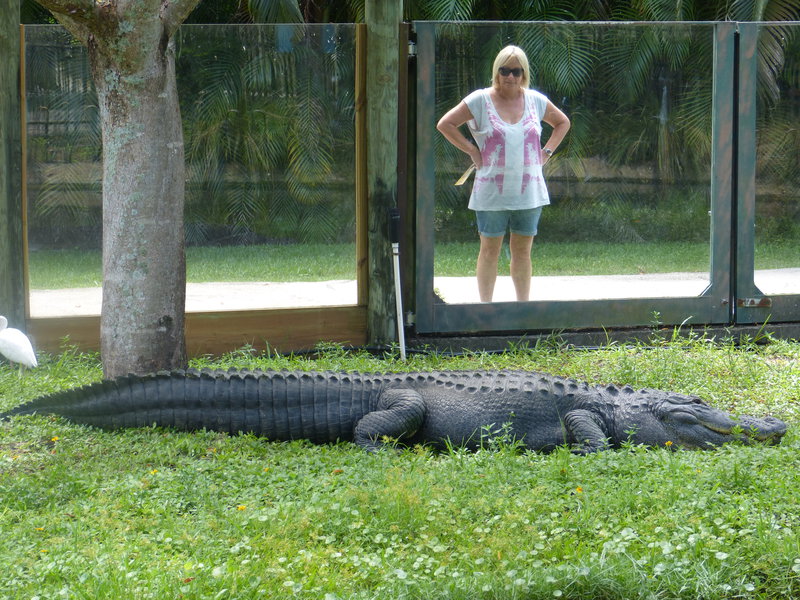 Nasty looking animal...and so's the Alligator