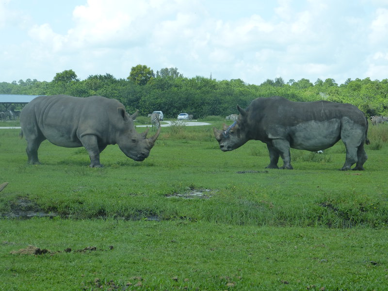 Rhino showdown