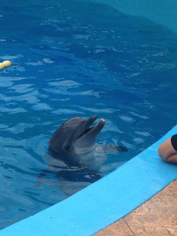 One of the Clearwater aquarium residents