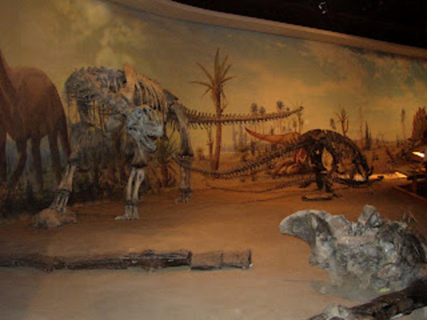 Dinosaur Museum, Drumheller