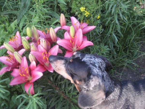 Daisy, stopping to smell the lilies