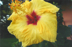 Yellow Hibiscus, State flower