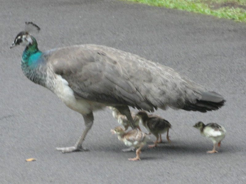 Peacock Mama and babies