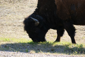 Majestic Buffalo
