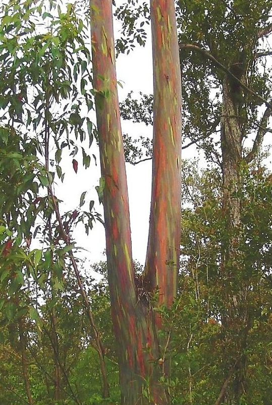 Eucalyptus Trees 3