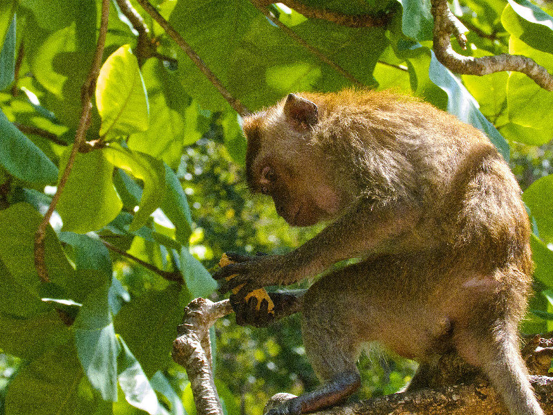 Monkeys up a tree