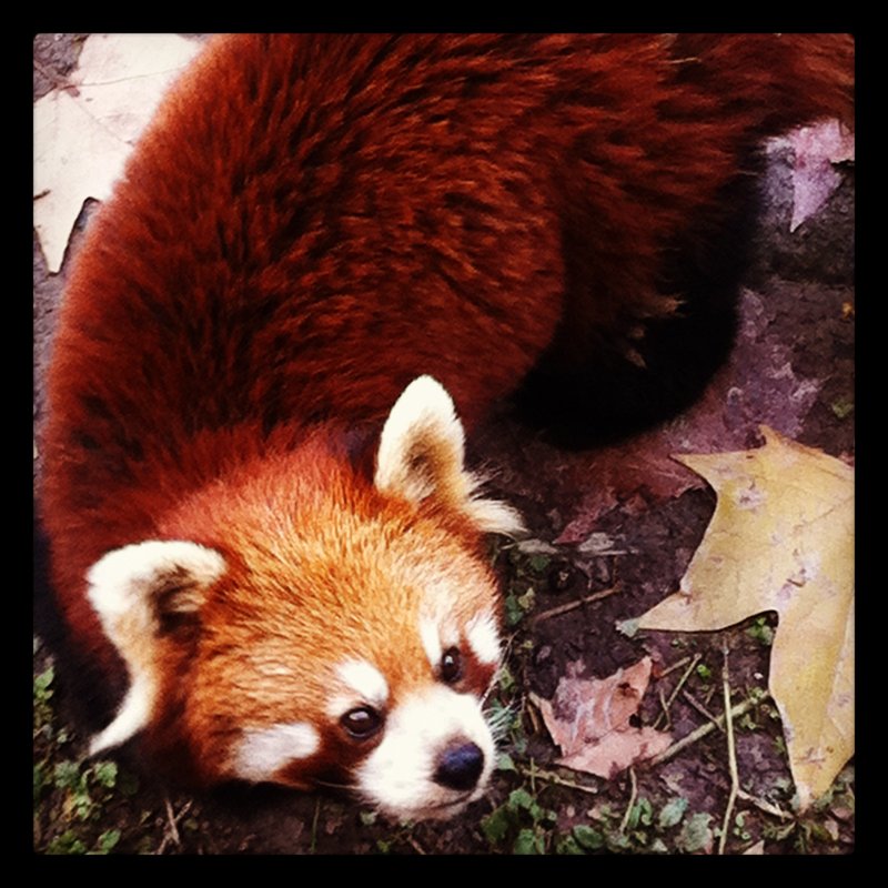 Red Panda, Shanghai zoo