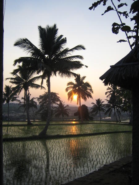 Sunset over the paddy fields