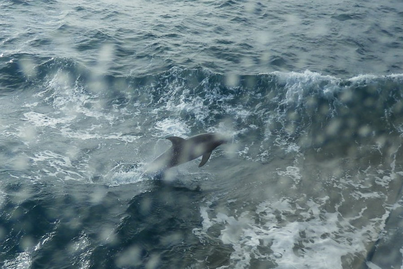  It takes a lot of shots to get one that shows a dolphin